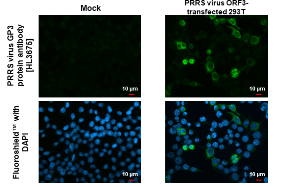Anti-PRRS virus GP3 protein antibody [HL3675] (GTX641703) | GeneTex